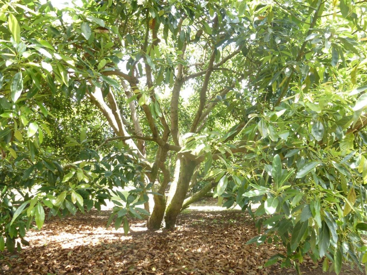Paradise Grove Whangamata Exterior foto